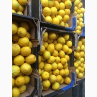 Продаем израильский лимон JAFFA