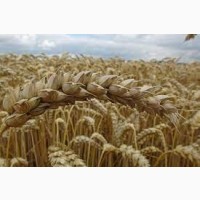 Семена ржи (жито) озимой гибрид Магнифико KWS