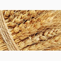 Покупаем проблемную пшеницу+самовывоз