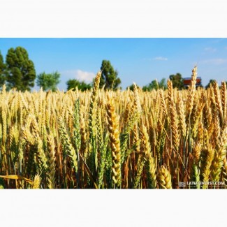 Пшеница Берегиня Мироновская( лютесценс )