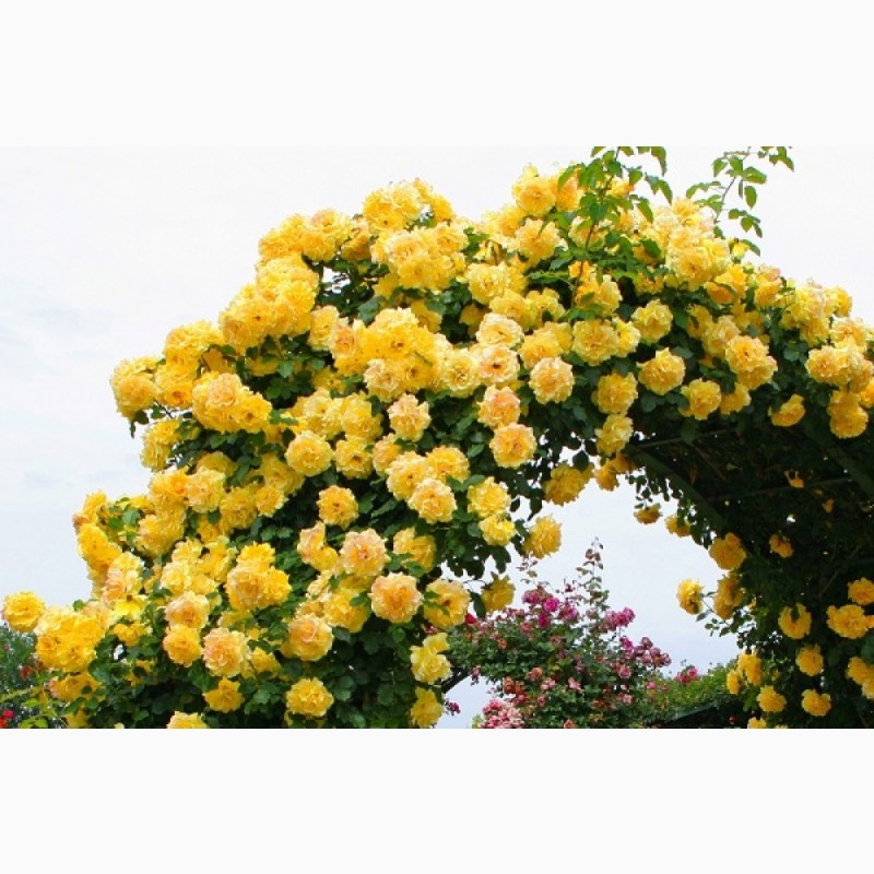 Плетистые желтые розы фото и названия