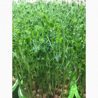 Продам микрозелень ростки гороха