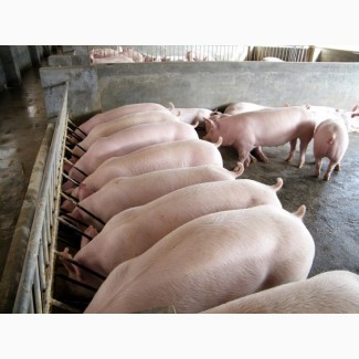 Продажа свиней живым весом