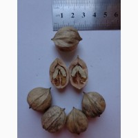 Семена Кария сердцевидная, Гикори горький 1шт – 4грн