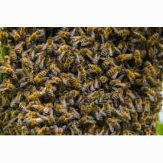 Пчелы, бджоли, пчелосемьи (бджолосім#039;ї)