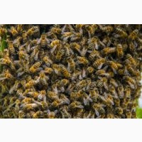 Пчелы, бджоли, пчелосемьи (бджолосім#039;ї)