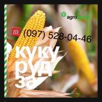 Семена кукурузы (на силос / на зерно) - Мадиво (Майсадур, Франция) ФАО 340
