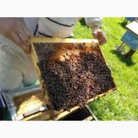 Продам бджолопакети української степової