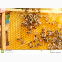 Продам бджолопакети карпатської породи