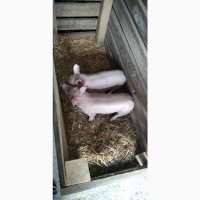 Продам свиней породи Мастєр
