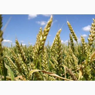 Продам посевной материал озимой пшеницы Безостая 100 суперэлита Краснодарская селекция