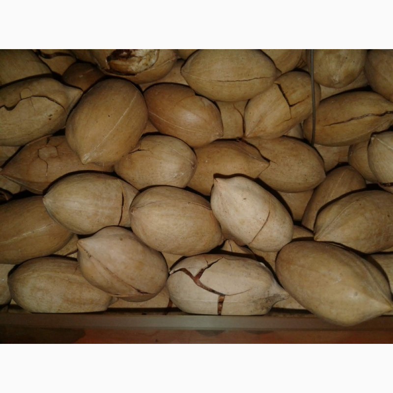 Фото 5. Орех макадамия в скорлупе, 1кг, орехи оптом в розницу