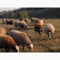 Продам романовской породы баранов, овец, ягнят, баранина