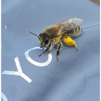 Пыльца(Пчелиная обножка)