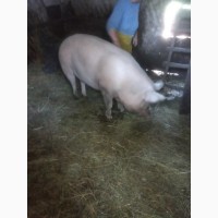 Продам свинью домашнюю