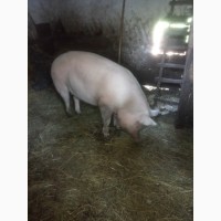 Продам свинью домашнюю