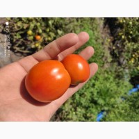 Продам помидоры сорт- солироз, ассвон