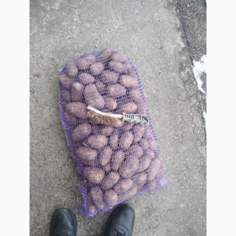 Фото 4. Продам картоплю Біла роса, Королева Анна. товарна і насінева