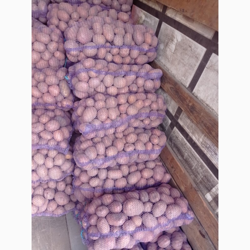 Фото 4. Продам картоплю хорошої якості
