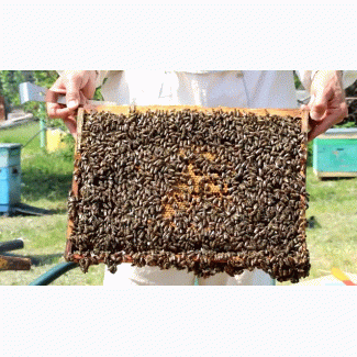 Продам бджолопакети, порода Карніка та Українська степова