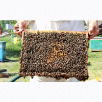 Продам бджолопакети, порода Українська степова