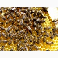 Продам бджолопакети, порода Карніка та Українська степова