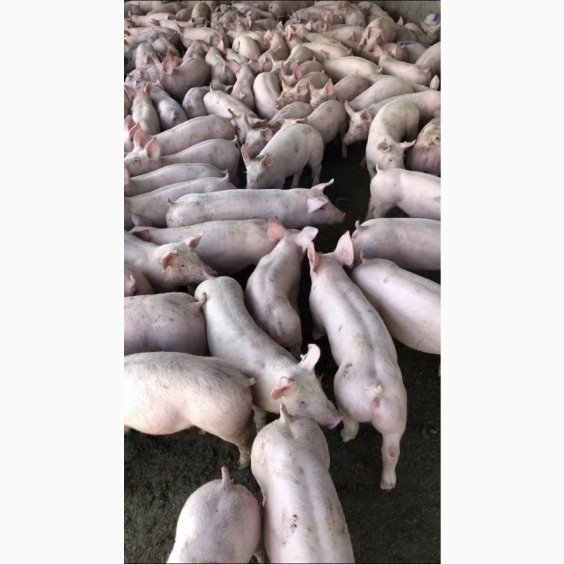 Фото 2. Продам свиней, свинячу сперму, свиноматки