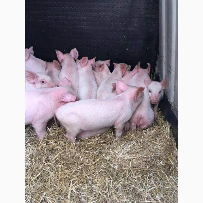 Фото 3. Продам свиней, свинячу сперму, свиноматки