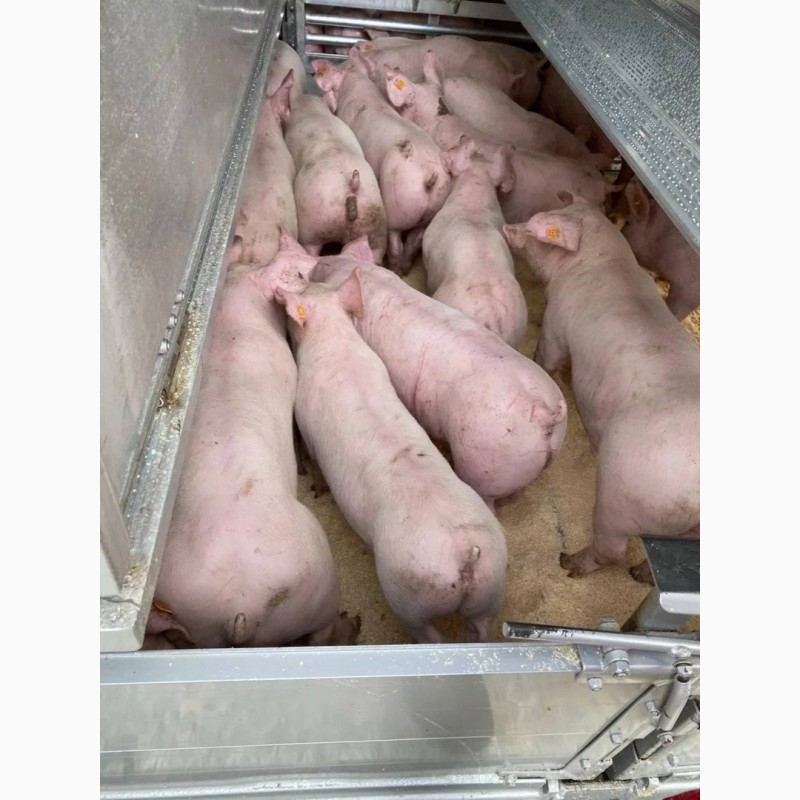 Фото 4. Продам свиней, свинячу сперму, свиноматки