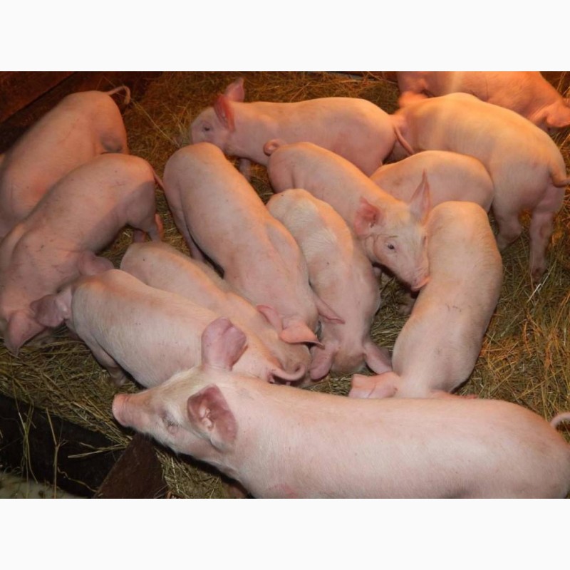 Фото 5. Продам свиней, свинячу сперму, свиноматки