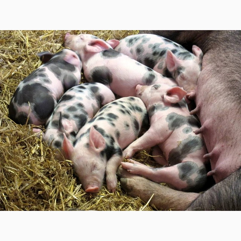 Фото 7. Продам свиней, свинячу сперму, свиноматки