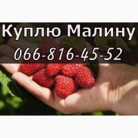 Закуповую малину у будь якому обсязі