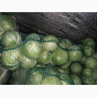Продам капусту зимніх сортів