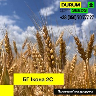 Пшениця м’яка (дворучка) - BG Ikona 2S