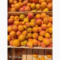 Шукаємо постачальників абрикосів та вишні на заморозку сезон 2024