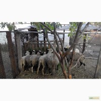 Овце матки романовской и асканийской породы