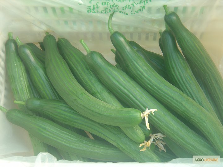 Фото 2. Продаем свежие овощи из Египта