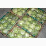 Продаем свежие овощи из Египта