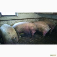Продам свиней породой ландраси масой по 200кг