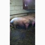 Продам свиней породой ландраси масой по 200кг