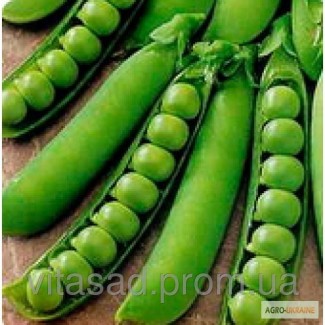 Семена овощевого (сахарный) гороха Фаворит оптом от производителя. 35т цена за т.15 000грн