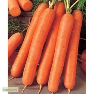 Продам семена моркови Флакке