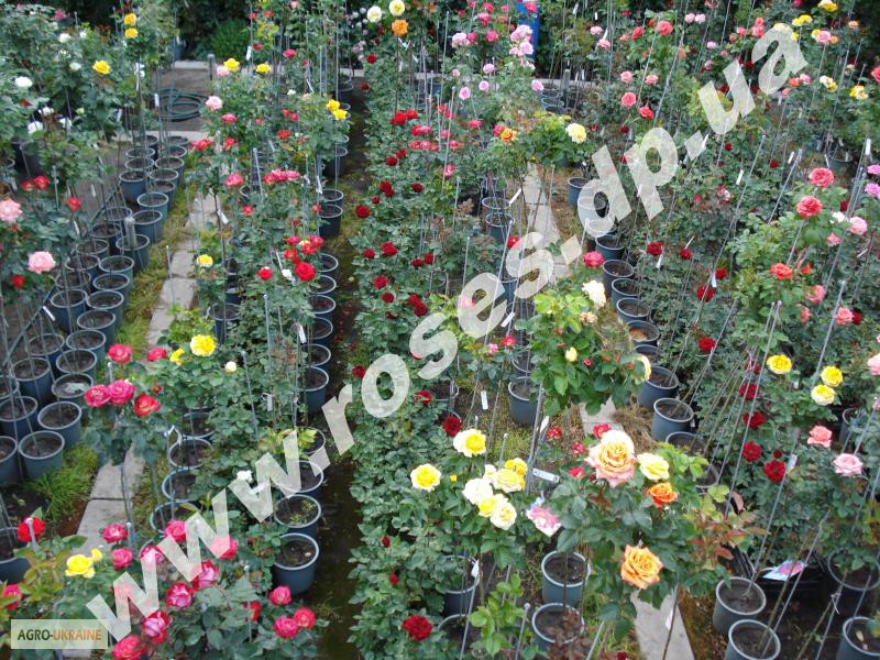 Фото 4. Саженцы роз для озелененич участков: штамбовые, плетистые, бордюрные, патио, спрей