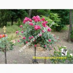 Саженцы роз для озелененич участков: штамбовые, плетистые, бордюрные, патио, спрей