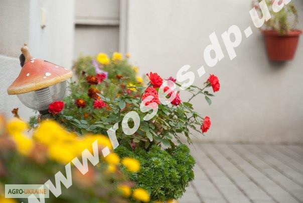 Фото 7. Саженцы роз для озелененич участков: штамбовые, плетистые, бордюрные, патио, спрей