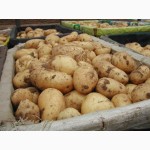 Продам їстівну картоплю, сорт Адретта, Біла Роса
