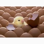 Продам яйцо инкубационное, а также суточный молодняк