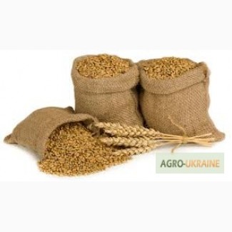 Оптовые закупки кукурузы, пшеницы, ячменя и др. зерновых и масличных культур