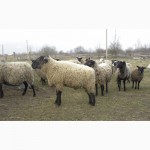 Продам романівських ягнят, овець, барана