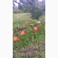 Проодам сажанці абрикоса сливи персика